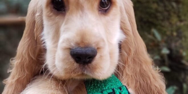 Filhote de Cocker Spaniel Inglês Melhor Preço Espírito Santo - Filhote de  Cocker Spaniel Inglês Dourado - Encrenquinhas