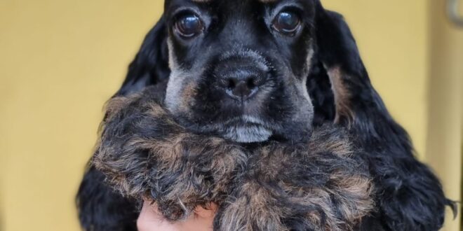 Cocker Spaniel Americano – VENDIDOS