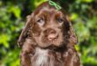 Cocker Spaniel Inglês Macho Chocolate – VENDIDO