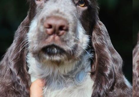 Cocker Spaniel Inglês Macho Fígado Ruão